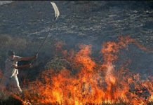 Riesige Flächen im Iran durch Waldbrände zerstört –Zahlreiche Feuer durch Revolutionsgarden gelegt